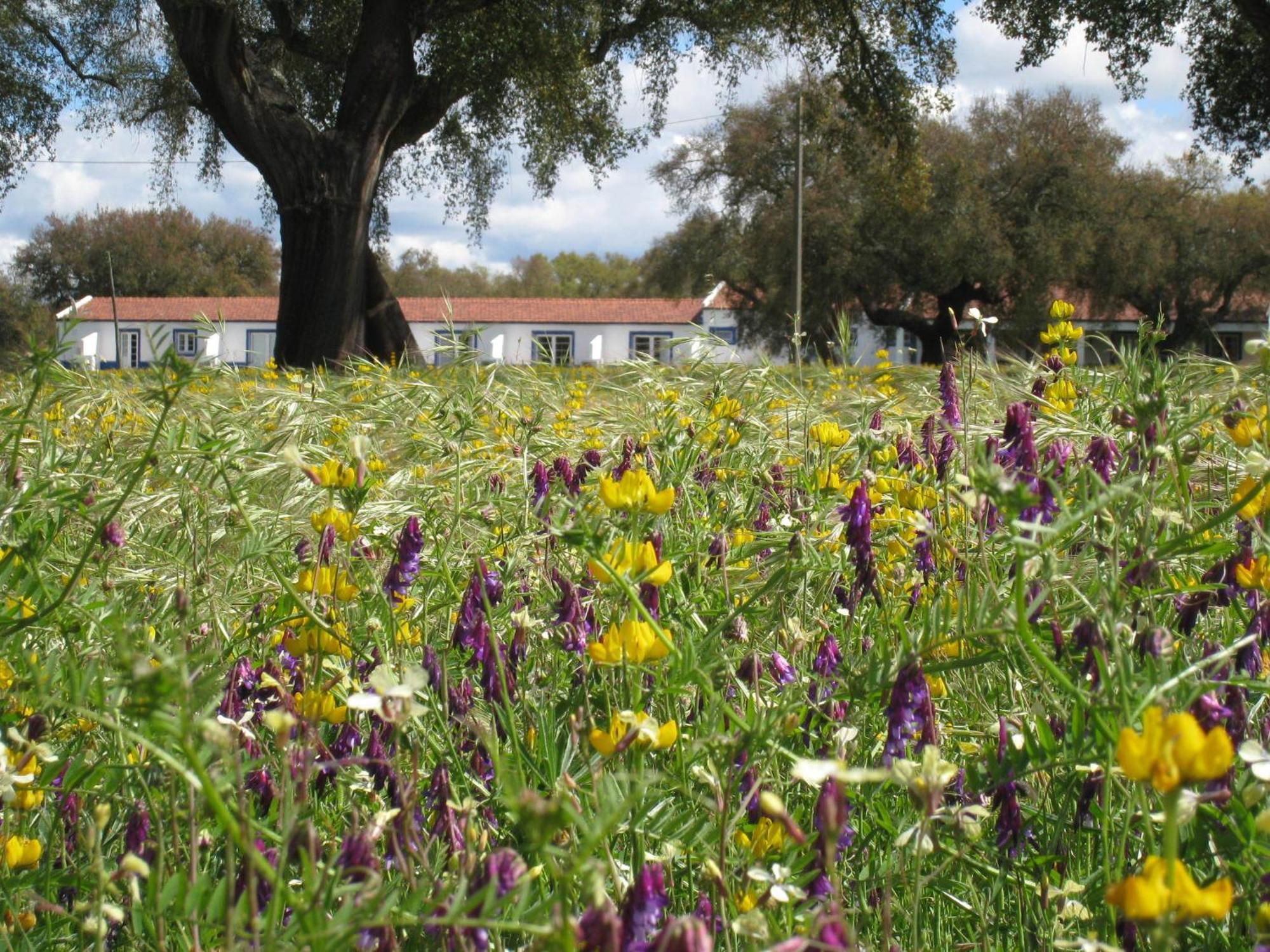 Grândola Monte Das Faias Cork Farm Hotel מראה חיצוני תמונה