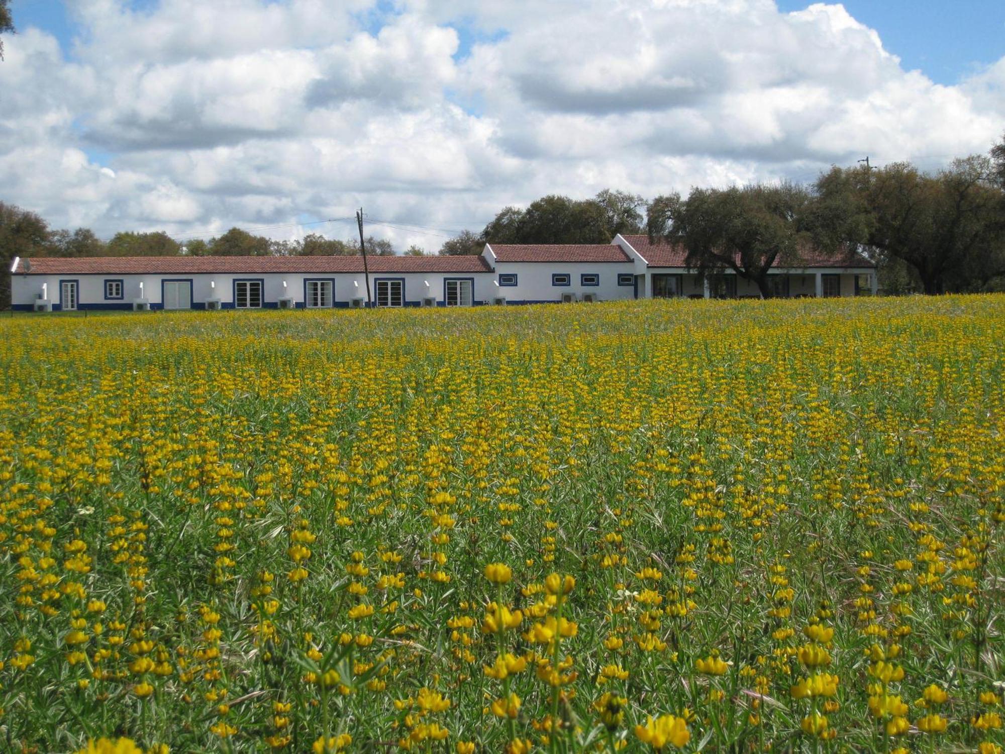 Grândola Monte Das Faias Cork Farm Hotel מראה חיצוני תמונה