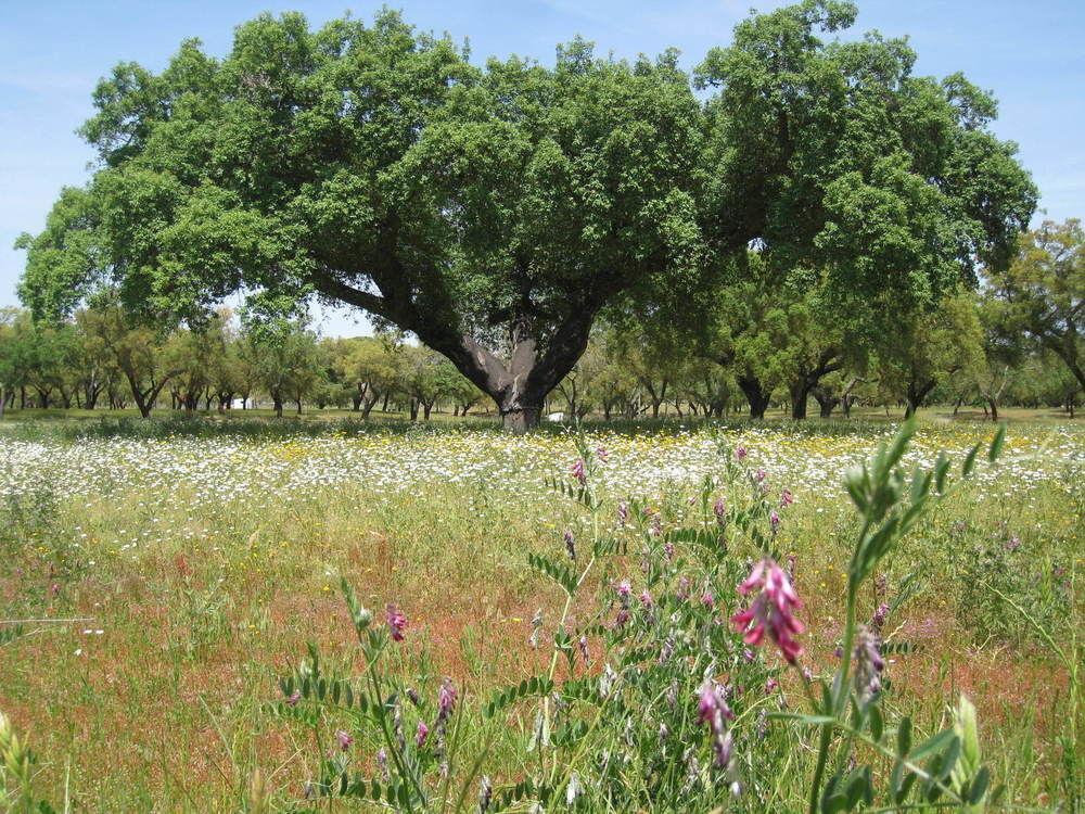 Grândola Monte Das Faias Cork Farm Hotel מראה חיצוני תמונה