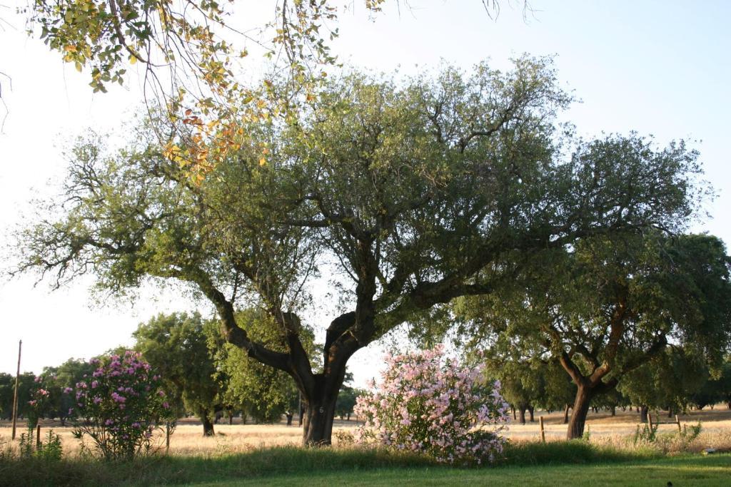 Grândola Monte Das Faias Cork Farm Hotel מראה חיצוני תמונה